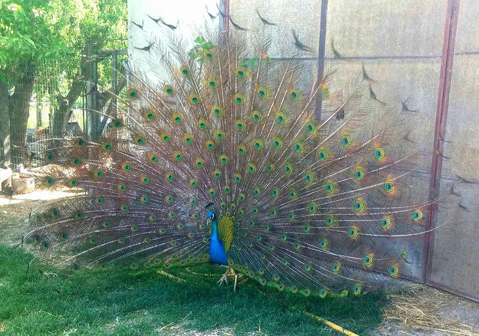 18033056_738763886293395_676571261559229314_n